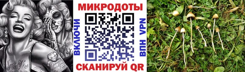 где продают наркотики  Красноярск  Галлюциногенные грибы Psilocybine cubensis 